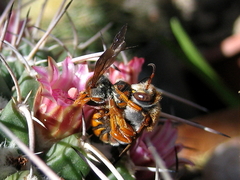 Rhodanthidium sticticum