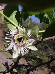 Passiflora morifolia