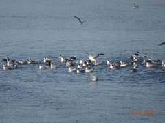 Leucophaeus pipixcan