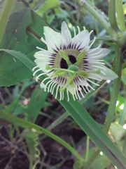 Passiflora morifolia