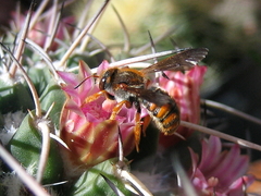 Rhodanthidium sticticum