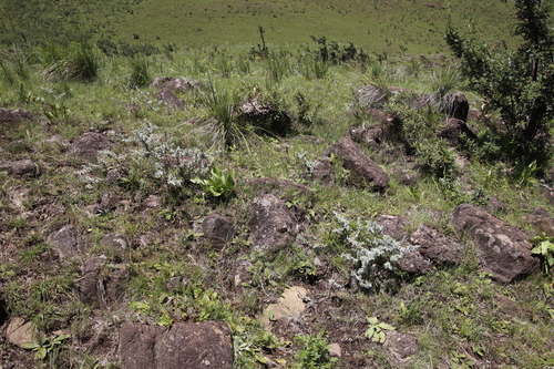 Image of Searsia montana by (c) Tony Rebelo, some rights reserved (CC BY-SA)