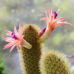Cleistocactus winteri