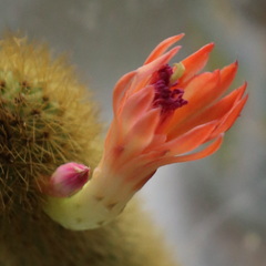 Cleistocactus winteri