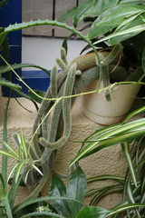Cleistocactus winteri