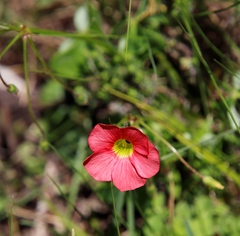 Oxalis bowiei