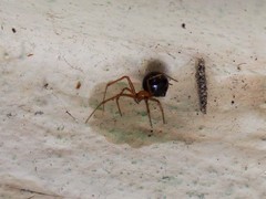 Nesticodes rufipes