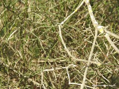 Chrysojasminum fruticans