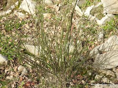 Chrysojasminum fruticans