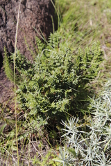 Cheilanthes quadripinnata