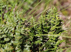 Cheilanthes quadripinnata