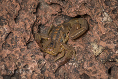 Centruroides limpidus