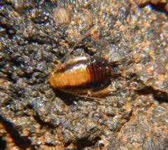 Chorisoneura texensis