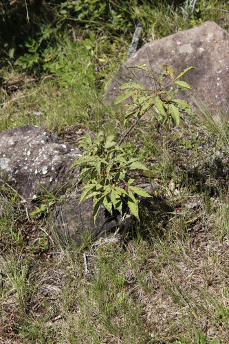 Image of Searsia montana by (c) Tony Rebelo, some rights reserved (CC BY-SA)