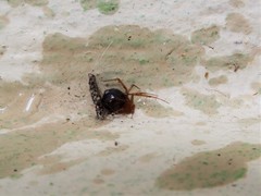 Nesticodes rufipes