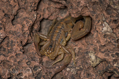 Centruroides limpidus