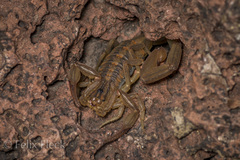 Centruroides limpidus