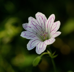 Geranium versicolor