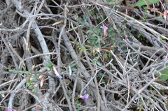 Vicia cretica