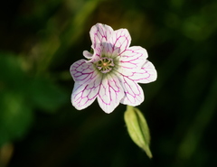Geranium versicolor
