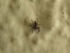 Mexigonus