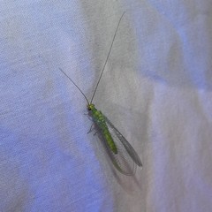 Plesiochrysa ramburi