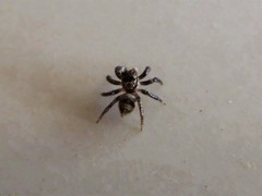 Corythalia conferta
