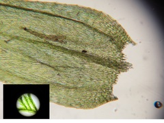 Brachythecium campestre