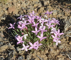 Houstonia rubra