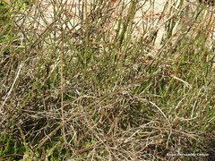 Chrysojasminum fruticans