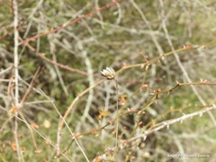 Mantisalca salmantica