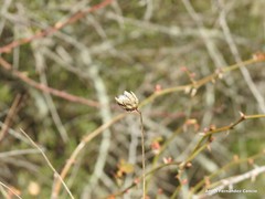 Mantisalca salmantica