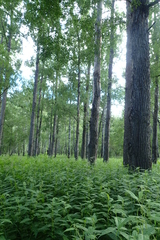 Urtica platyphylla