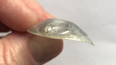 Pododesmus macrochisma