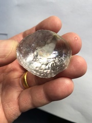 Pododesmus macrochisma