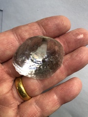 Pododesmus macrochisma