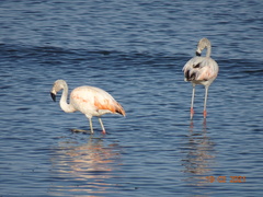 Phoenicopterus chilensis