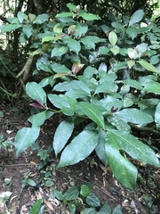 Psychotria nuda