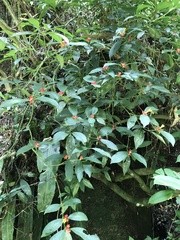 Psychotria nuda