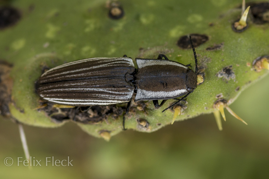 Chalcolepidius approximatus