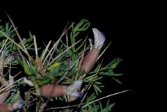 Astragalus armatus subsp. armatus image