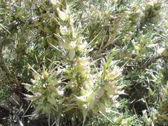 Astragalus armatus subsp. armatus image