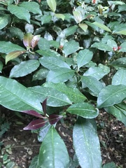 Psychotria nuda