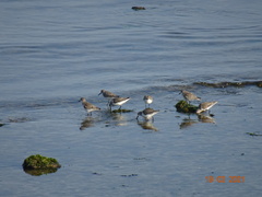 Calidris pusilla