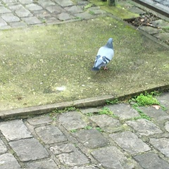 Columba livia domestica