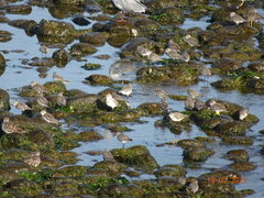 Calidris
