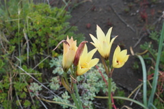 Zephyranthes gilliesiana