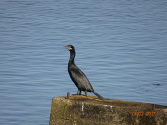 Nannopterum brasilianum