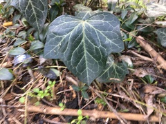 Hedera helix