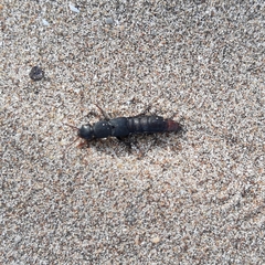 Platydracus scabrosus